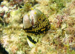 This is a Snowflake Moray Eel. Taken in Oahu, Hawaii. Whi... by Spencer Thomson 